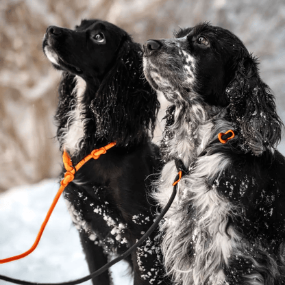Non-stop dogwear Retriever leash noutajatalutin, oranssi