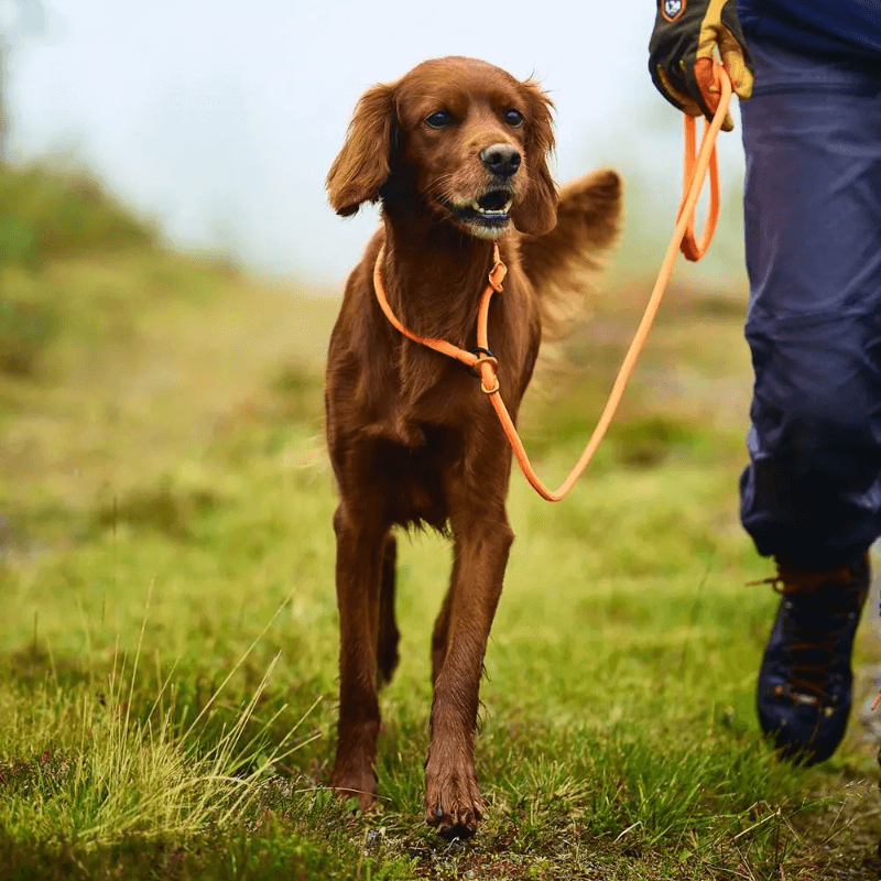 Non-stop dogwear Retriever leash noutajatalutin, oranssi
