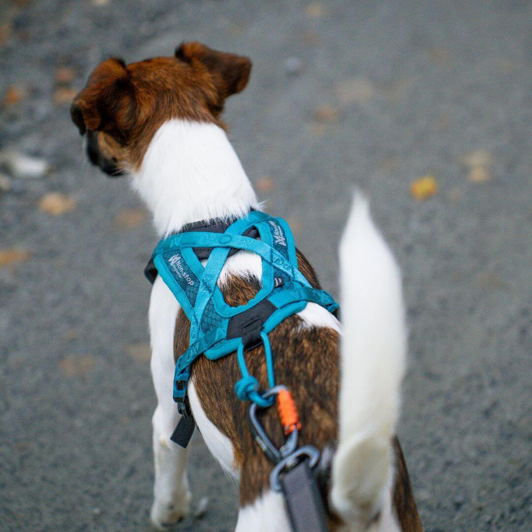 Non-stop dogwear Rush harness lyhyt vetovaljas, teal