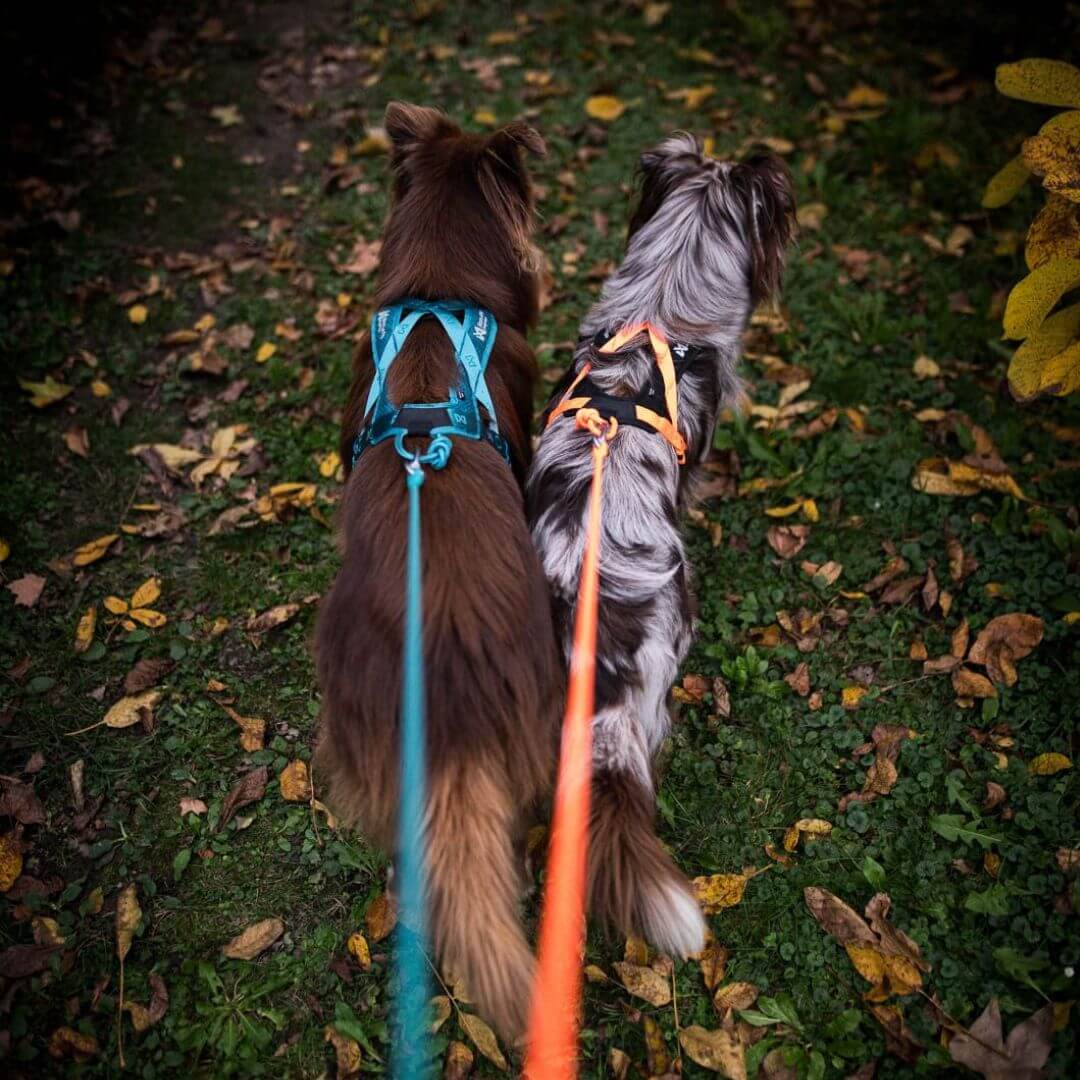 Non-stop dogwear Rush harness lyhyt vetovaljas, teal