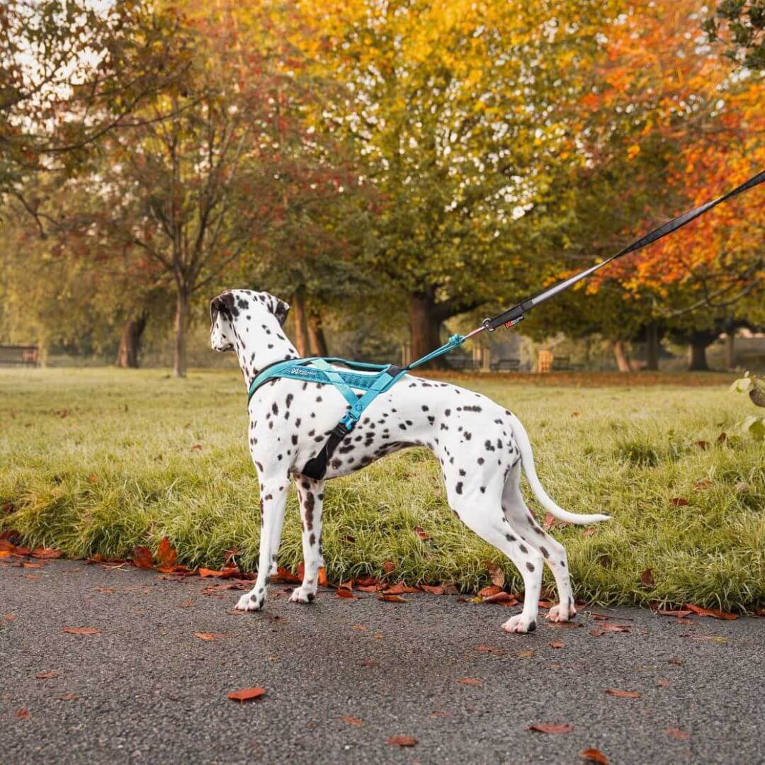 Non-stop dogwear Rush harness lyhyt vetovaljas, teal