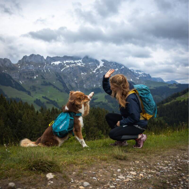 Non-stop dogwear Trail quest dog backpack koiran reppu, sininen