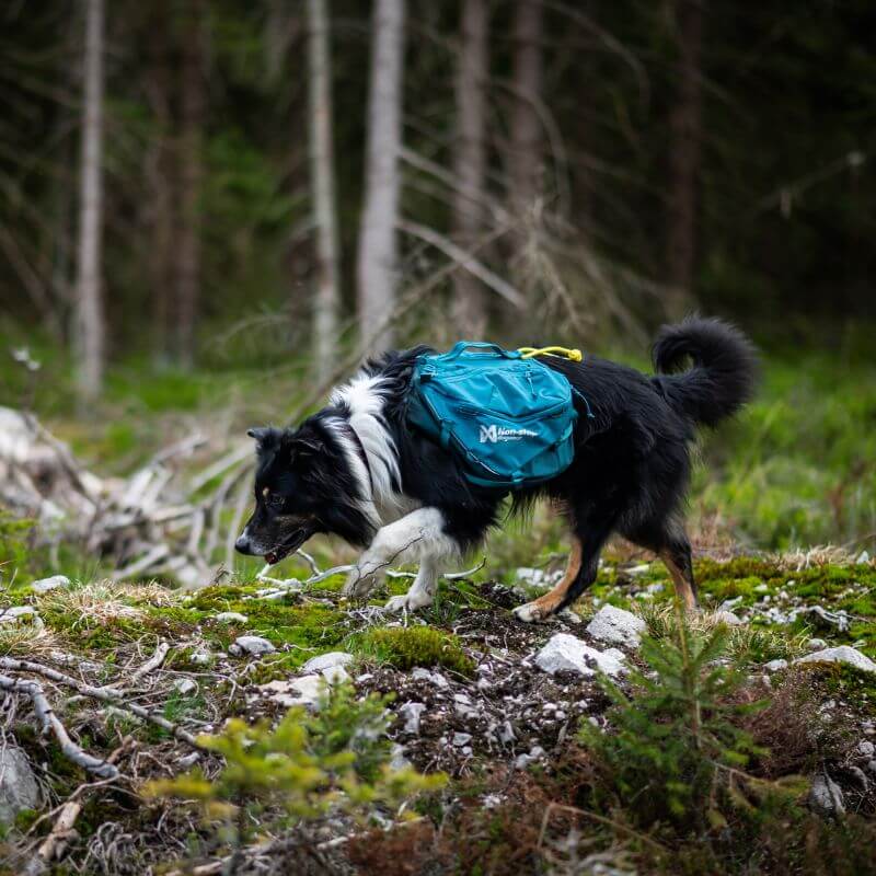 Non-stop dogwear Trail quest dog backpack koiran reppu, sininen