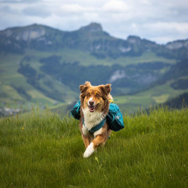 Non-stop dogwear Trail quest dog backpack koiran reppu, sininen