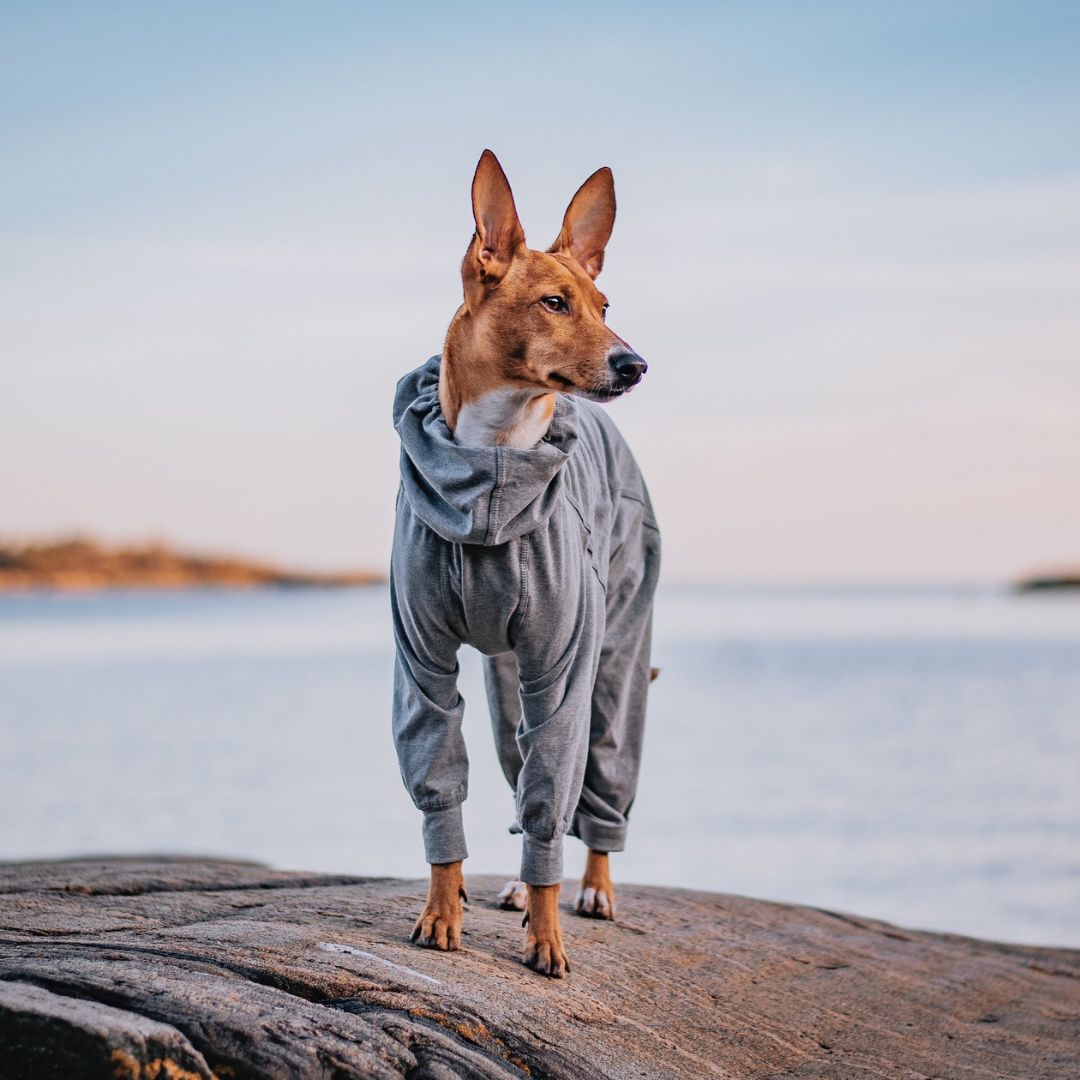 PAIKKA Palautumishaalari koiralle