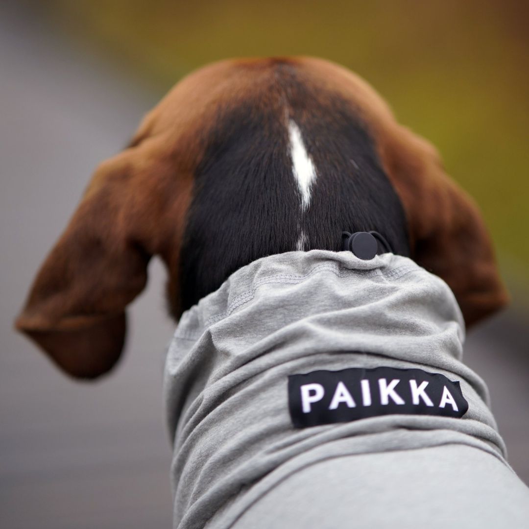 PAIKKA Palautumishaalari koiralle