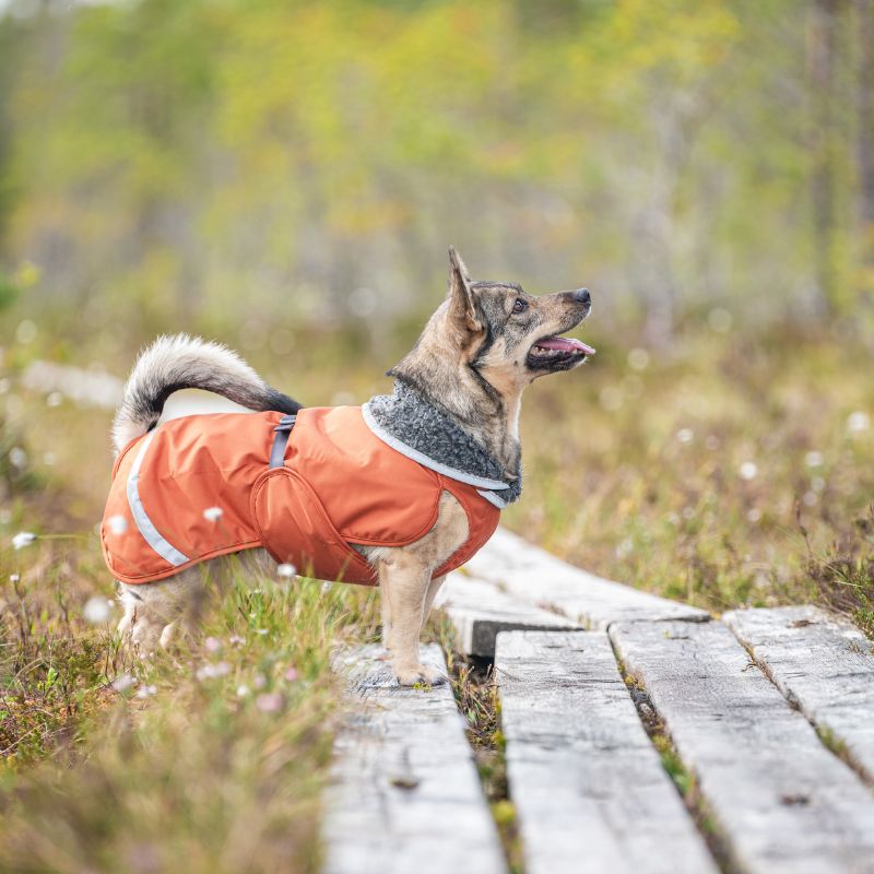Koira seisoo pitkospuilla syksyisessä  metsässä oranssi vuorellinen talvitakki päällään.