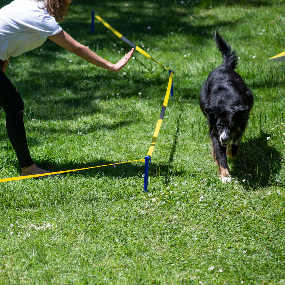 Procyon Longier ohjuri-setti