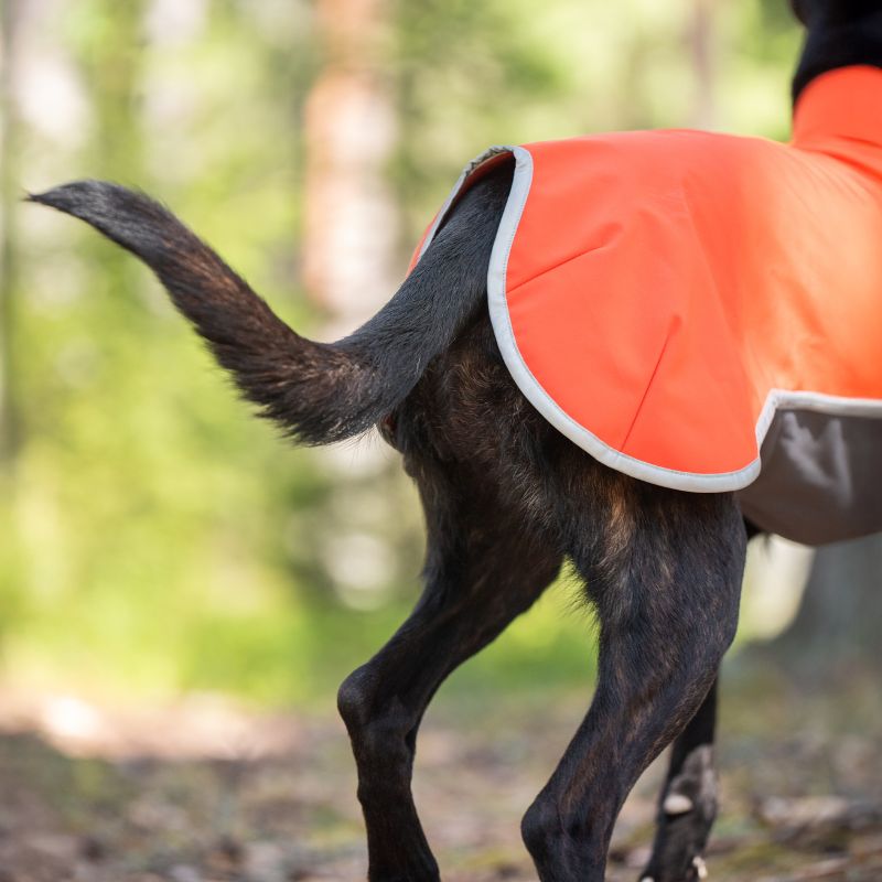 Oranssi Sporttipomppa kuvattuna koiran päällä takaa. 