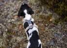 Non-Stop Dogwear Trekking Line Harness CLIP'N, sand