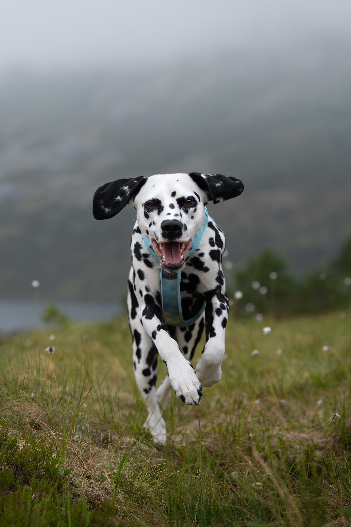 Non-Stop Dogwear Trekking Line Harnes CLIP'N Ice Blue Dalmatialainen