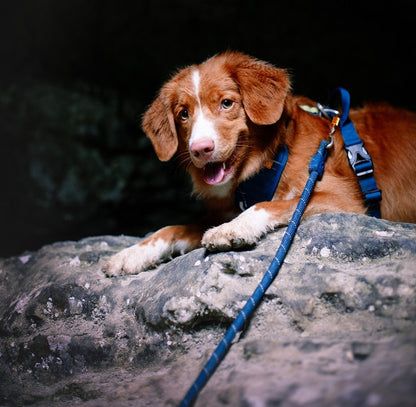 Woolly Wolf Deap Teal Rope Leash koiran köysitalutin 6 m