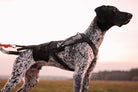 Non-Stop Dogwear Freemotion Pro vetovaljas seisoja