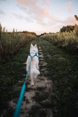 Non-stop dogwear Freemotion 5.0 vetovaljas, teal