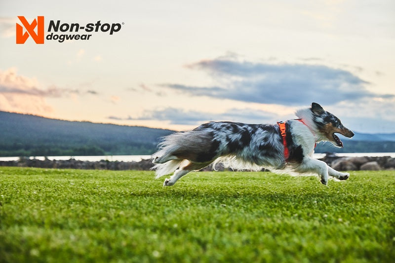 Non-stop dogwear Line Harness 5.0 koiran valjaat, musta