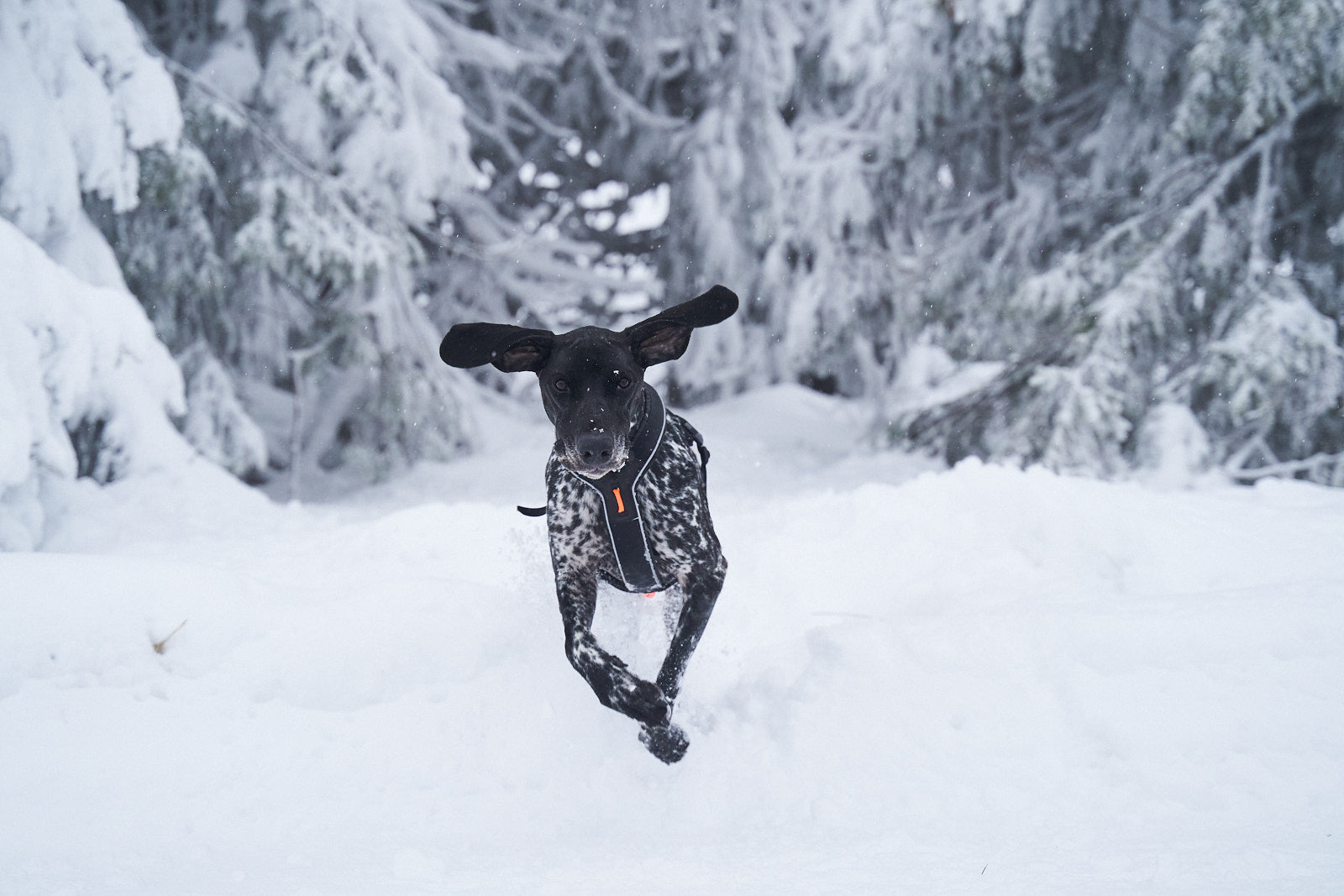 Non-stop dogwear Line Harness Grip valjaat kahvalla