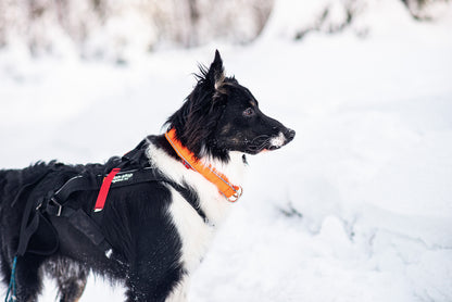 Non-Stop dogwear Safe Collar kaulapanta