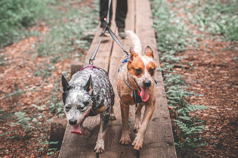 Non-stop dogwear Touring Double hihnanjakaja