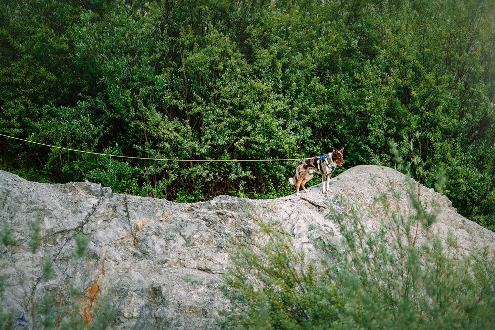 Woolly Wolf Lime Long köysitalutin 6 m