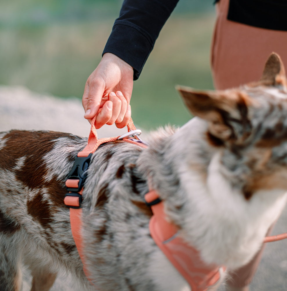 Woolly Wolf Roam Salmon Pink Ripple koiran valjaat