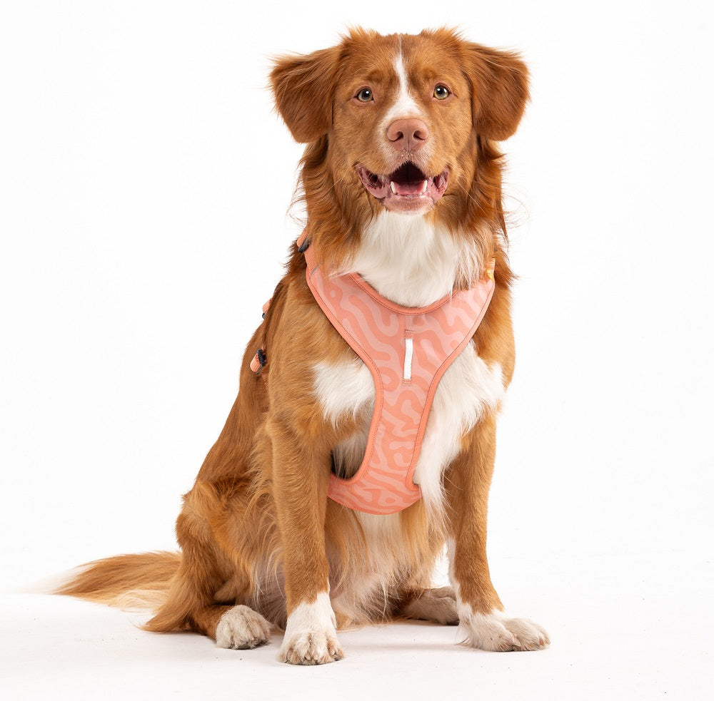 Woolly Wolf Roam Salmon Pink Ripple koiran valjaat