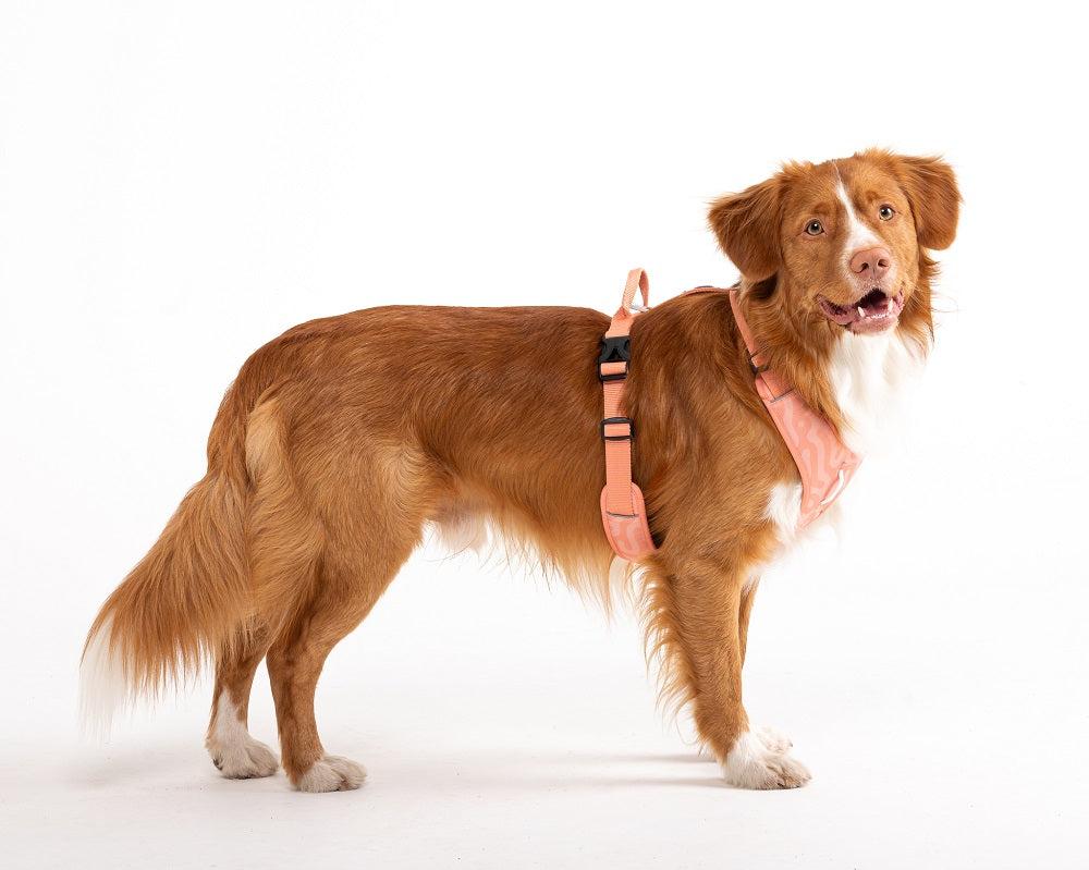 Woolly Wolf Roam Salmon Pink Ripple koiran valjaat