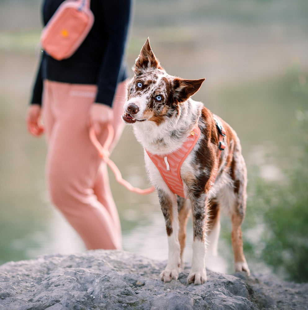Woolly Wolf Roam Salmon Pink Ripple koiran valjaat