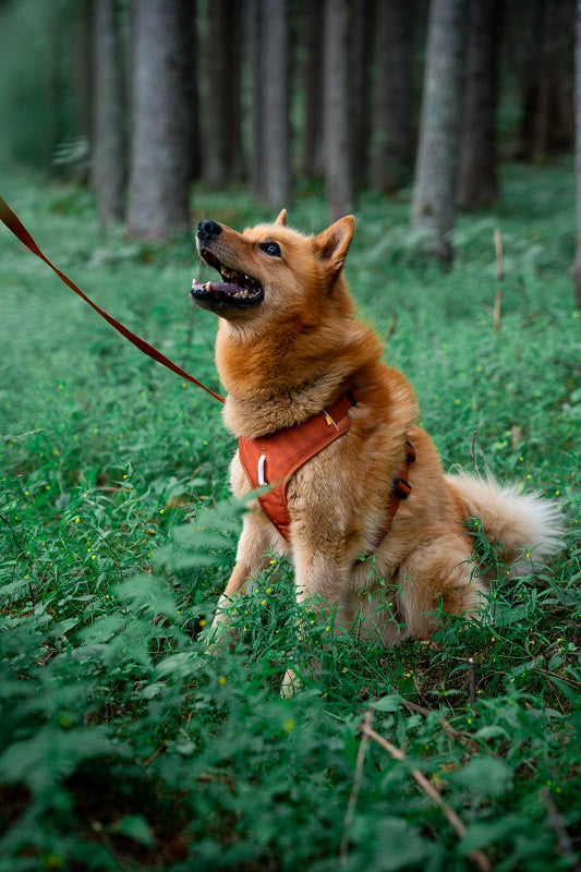 Woolly Wolf Roam Terracotta Ripple koiran valjaat