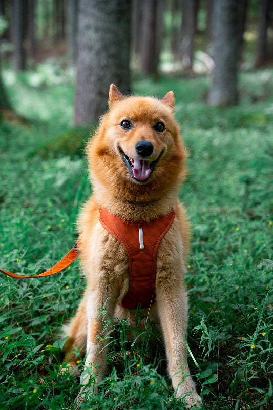 Woolly Wolf Roam Terracotta Ripple koiran valjaat