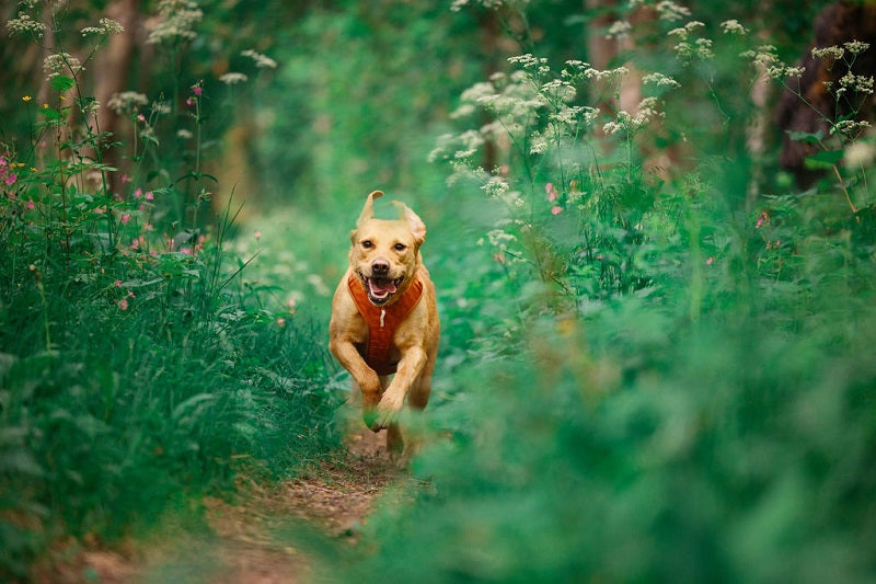 Woolly Wolf Roam Terracotta Ripple koiran valjaat