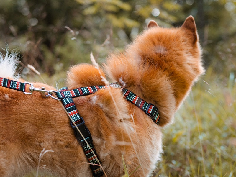 Woolly Wolf Woodland koiran valjaat