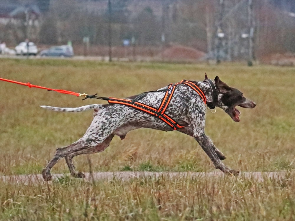 Zero DC CROSS DC koiran vetovaljaat, pinkki
